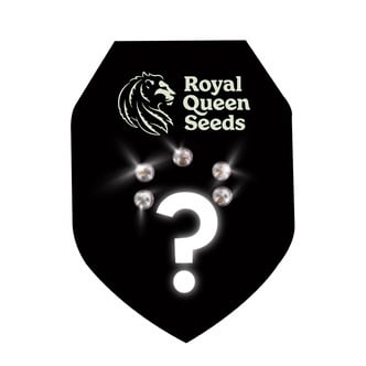 5 graines mystères à autofloraison (Royal Queen Seeds)
