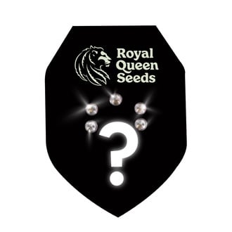 5 graines mystères à autofloraison (Royal Queen Seeds)