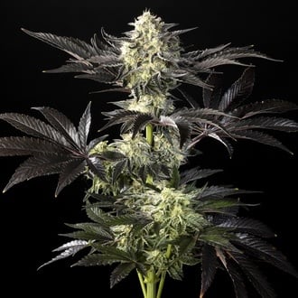 Zoap Rosé (Kannabia) féminisée