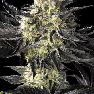 Zoap Rosé (Kannabia) féminisée