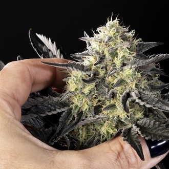 Zoap Rosé (Kannabia) féminisée