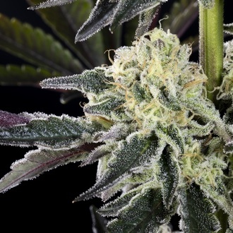 Zoap Rosé (Kannabia) féminisée