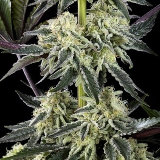 Zoap Rosé (Kannabia) féminisée