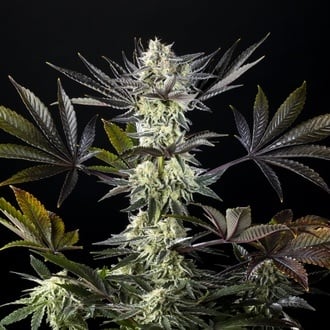 Zoap Rosé (Kannabia) féminisée