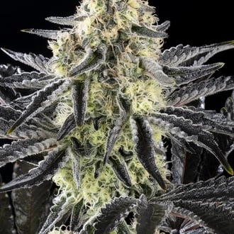 Zoap Rosé (Kannabia) féminisée