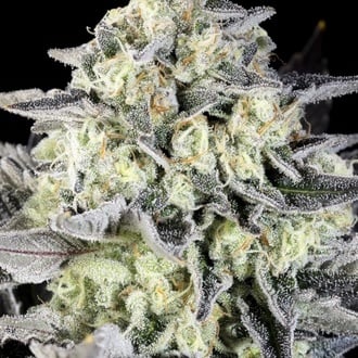 Zoap Rosé (Kannabia) féminisée