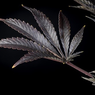 Zoap Rosé (Kannabia) féminisée