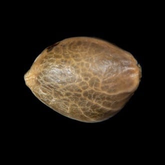 Zoap Rosé (Kannabia) féminisée