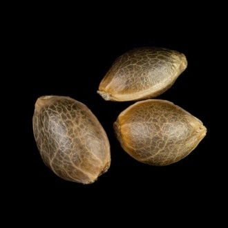 Zoap Rosé (Kannabia) féminisée