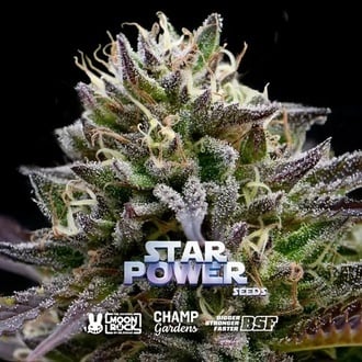 Star Power (BSF Seeds x Moon Rock) féminisée