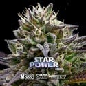 Star Power (BSF Seeds x Moon Rock) féminisée