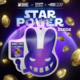 Star Power (BSF Seeds x Moon Rock) féminisée