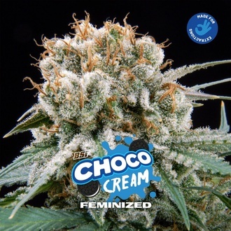 Choco Cream (BSF Seeds) féminisée