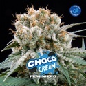Choco Cream (BSF Seeds) féminisée