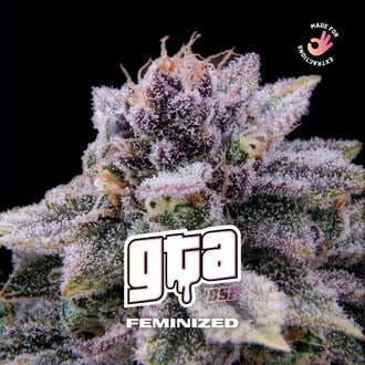 GTA (BSF Seeds) féminisée