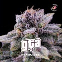 GTA (BSF Seeds) féminisée