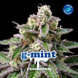 G-Mint (BSF Seeds) féminisée