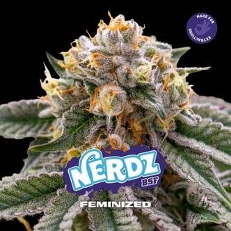 Nerdz (BSF Seeds) féminisée