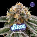 Nerdz (BSF Seeds) féminisée