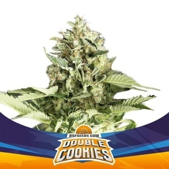 Double Cookies Auto (BSF Seeds) féminisée