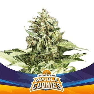 Double Cookies Auto (BSF Seeds) féminisée
