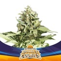 Double Cookies Auto (BSF Seeds) féminisée