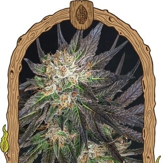 Georgia Cream (Exotic Seed) féminisée
