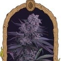 Quick Black Lemon (Exotic Seed) féminisée