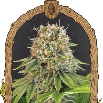 Wedding Monkey (Exotic Seed) féminisée