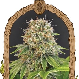 Wedding Monkey (Exotic Seed) féminisée