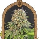 Wedding Monkey (Exotic Seed) féminisée
