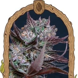 Black Lemon (Exotic Seed) féminisée