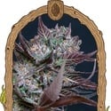 Black Lemon (Exotic Seed) féminisée