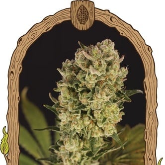 Candy Jungle Auto (Exotic Seed) féminisée