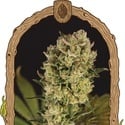 Candy Jungle Auto (Exotic Seed) féminisée