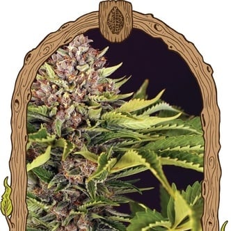 ZZZ... (Exotic Seed) féminisée