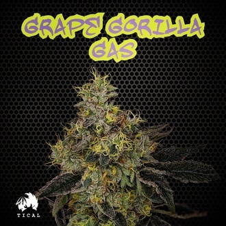 Grape Gorilla Gas (TICAL) féminisée