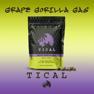 Grape Gorilla Gas (TICAL) féminisée