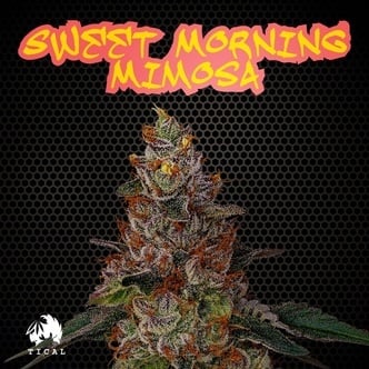 Sweet Morning Mimosa (TICAL) féminisée