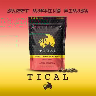 Sweet Morning Mimosa (TICAL) féminisée