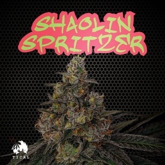Shaolin Spritzer (TICAL) féminisée
