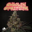 Shaolin Spritzer (TICAL) féminisée