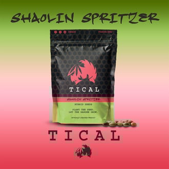Shaolin Spritzer (TICAL) féminisée