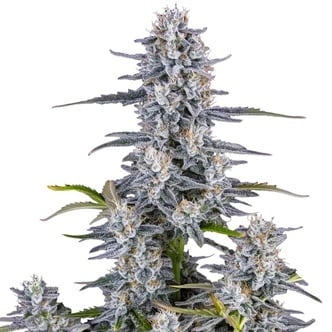 Super Boof Auto (FastBuds) féminisée