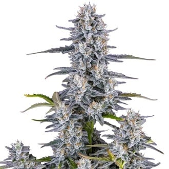 Super Boof Auto (FastBuds) féminisée