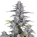 Super Boof Auto (FastBuds) féminisée