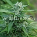 Mongolia THC Free (World of Seeds) féminisée