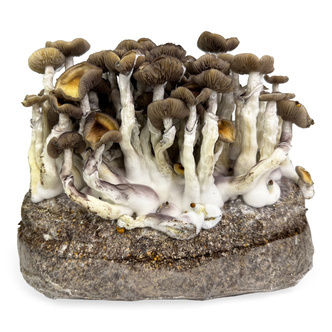 Ready-2-Grow Bag "Golden Teacher" Zamnesia