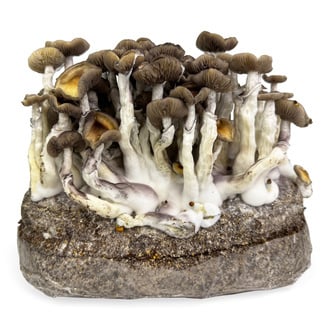 Ready-2-Grow Bag "Golden Teacher" Zamnesia