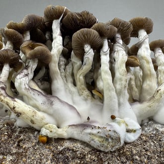 Ready-2-Grow Bag 'Golden Teacher' Zamnesia